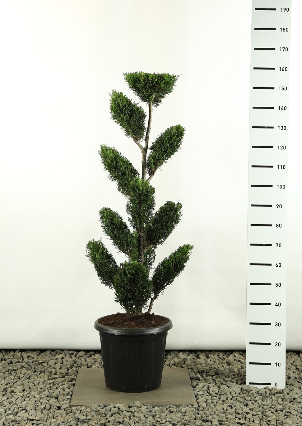 Cupressocyparis l. 'Tweeduizendéén' - 100-125 CM Multiplateau EXTRA in Cont.